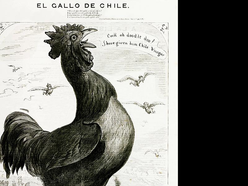 «El gallo de Chile»